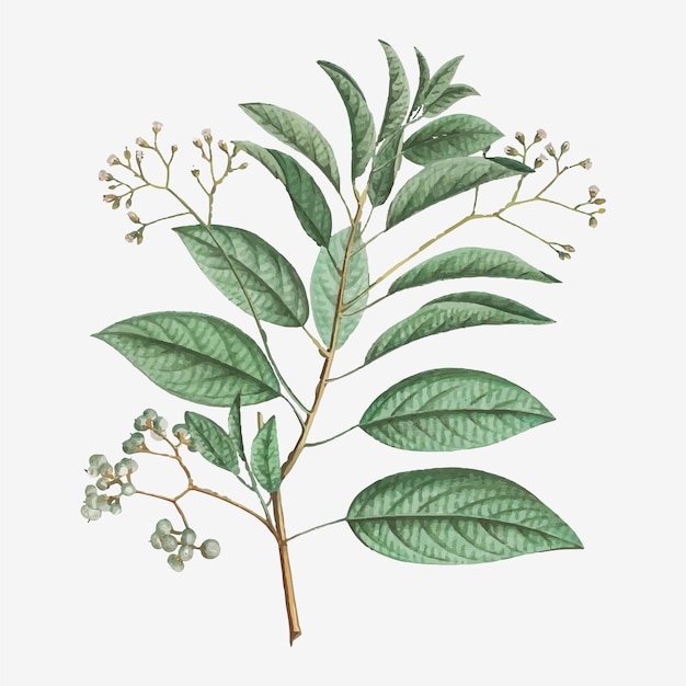 Vecteur de fleur d'Ehretia Internodis