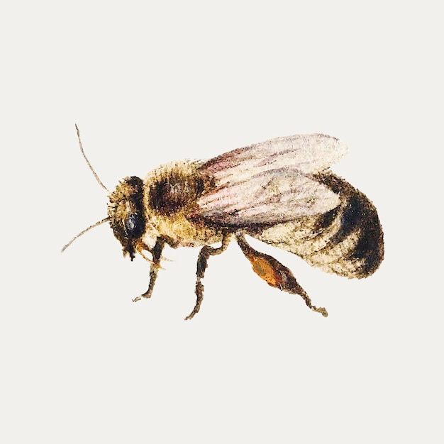 Vecteur gratuit vecteur d'illustration d'abeille vintage