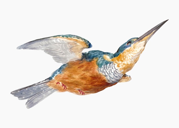 Vecteur d'illustration Kingfisher, remixé à partir d'œuvres d'art d'Aert Schouman