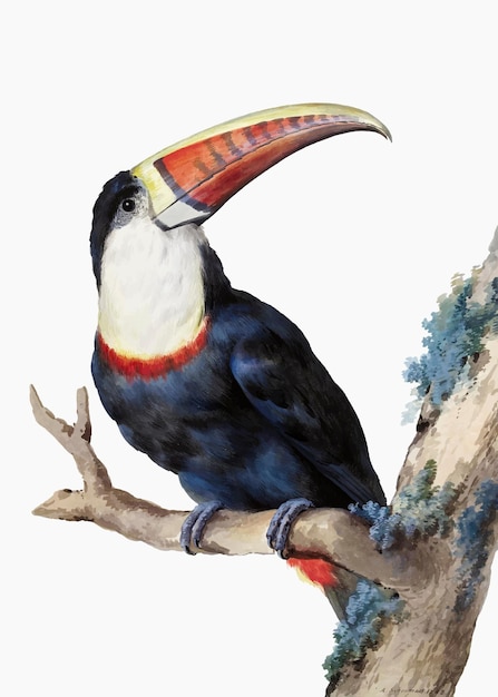 Vecteur d'illustration de toucan à bec rouge, remixé à partir d'œuvres d'art d'Aert Schouman