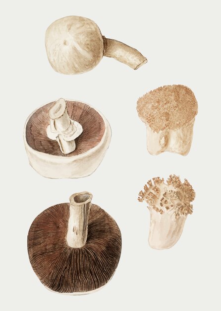 Vecteur d&#39;illustration variété de champignons Vintage