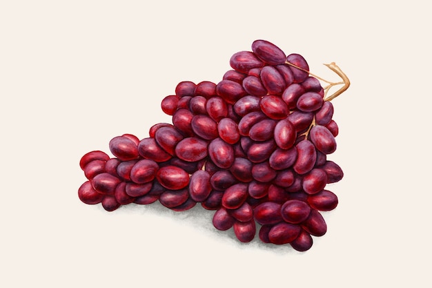 Vecteur D'illustration Vintage De Raisins Rouges