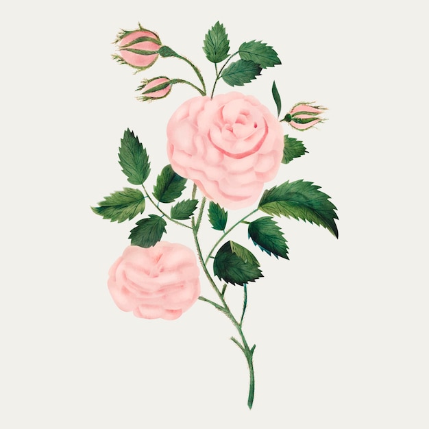 Vecteur gratuit vecteur d'illustration vintage rose de damas