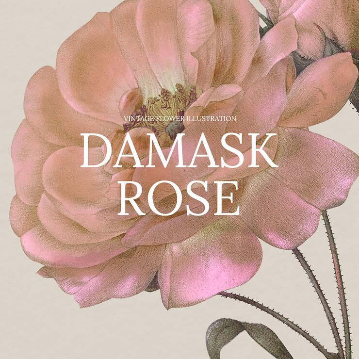 Vecteur gratuit vecteur de modèle dessiné main floral avec fond rose damassé, remixé à partir d'œuvres d'art du domaine public