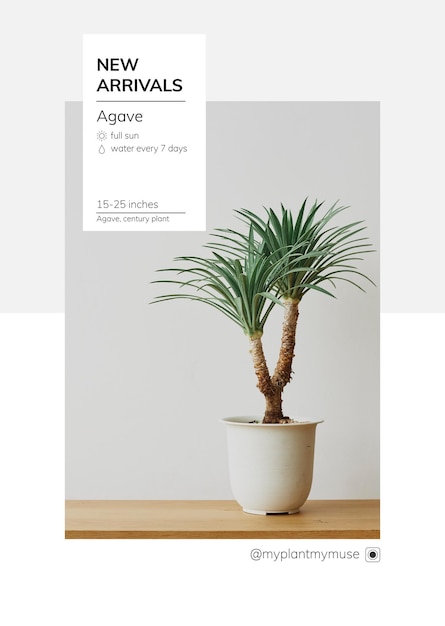 Vecteur de modèle de nouveaux arrivants avec agave