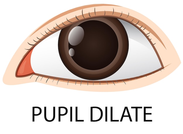 Vecteur D'oeil Humain Pupille Dilatée