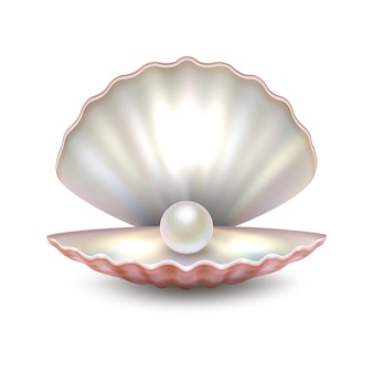 Vecteur réaliste belle coquille de perle de mer ouverte naturelle agrandi isolé sur fond blanc. modèle de conception, clipart, icône ou maquette en eps10.