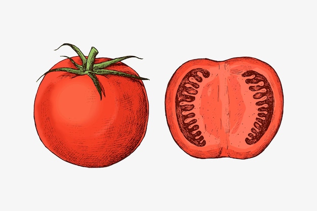 Vecteur gratuit vecteur de tomate fraîchement coupée biologique