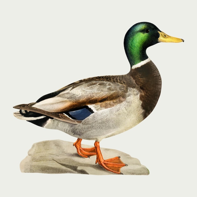 Vector Canard Oiseau Dessiné à La Main