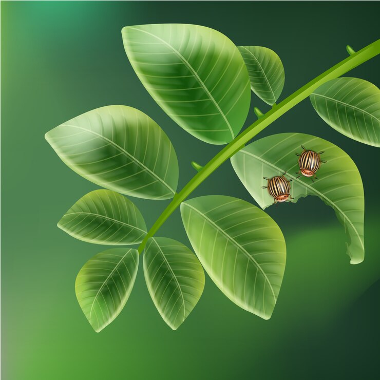 Vecteur gratuit vector deux coléoptères du colorado sur feuille de pomme de terre avec vue de dessus de fond vert flou