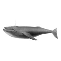 Vecteur gratuit vintage illustrations de baleine à bosse