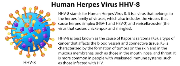 Vecteur gratuit virus de l'herpès humain hhv 8 avec explication
