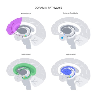 Voie de la dopamine dans le cerveau humain. neurotransmetteur monoamine. illustration vectorielle de contrôle moteur