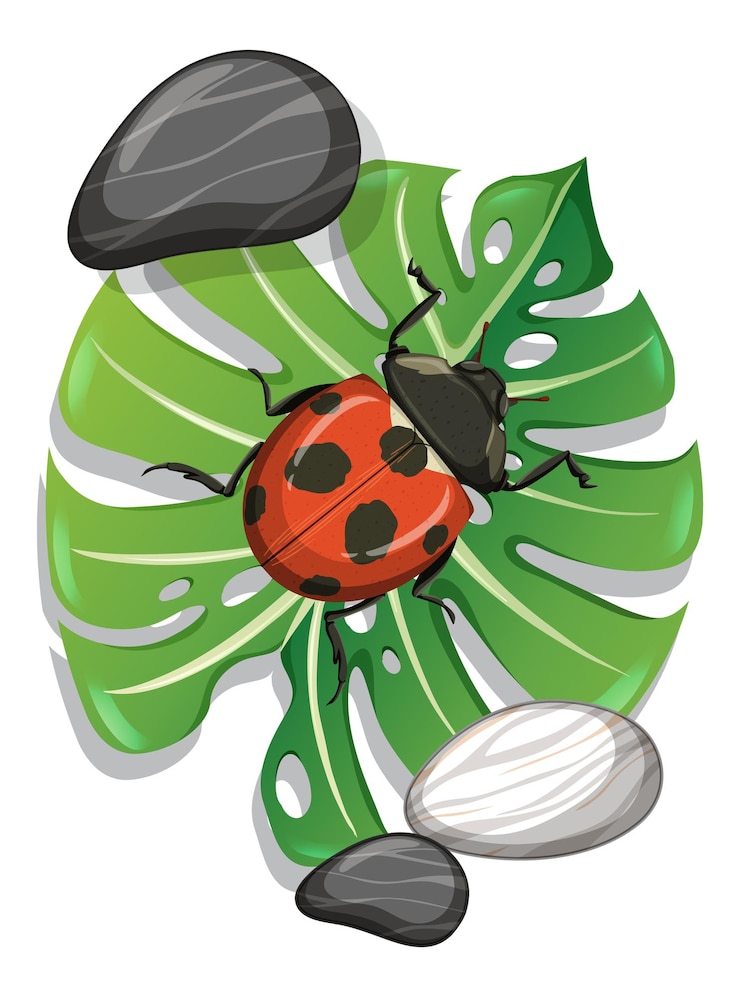 Vecteur gratuit vue de dessus de coccinelle sur feuille de monstera isolée
