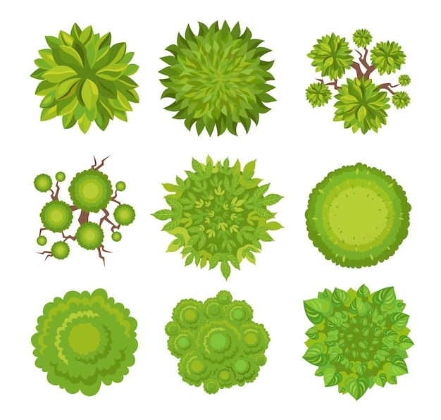 Vue de dessus de l'ensemble d'illustrations vectorielles d'arbres et de buissons. Éléments de paysage pour jardin, parc ou forêt, plantes pour la conception de cartes isolées sur fond blanc. Écologie, jardinage, concept nature