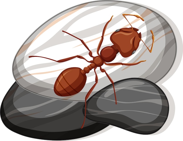 Vecteur gratuit vue de dessus de la fourmi rouge sur une pierre sur fond blanc