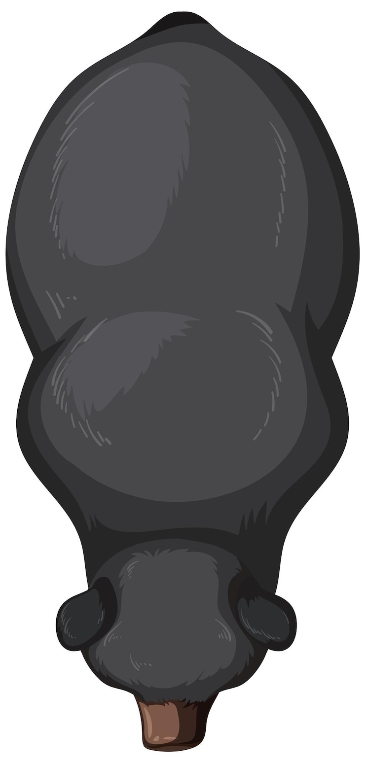 Vecteur gratuit vue du haut d'un ours noir