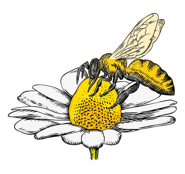 Vecteur abeille sur une fleur de marguerite