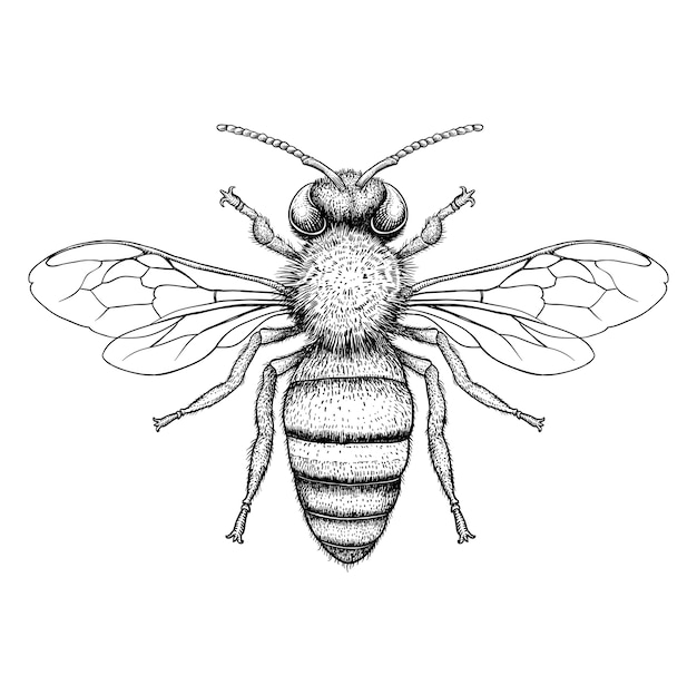 Vecteur abeille gravure illustration sur fond blanc