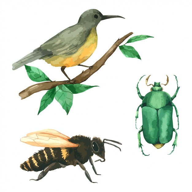 Vecteur abeille oiseau animal et bug set peinture à la main à l'aquarelle