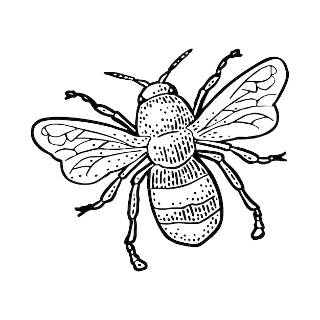 Abeille volant Illustration vectorielle isolée sur fond blanc Abeille à miel