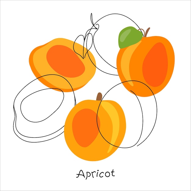 Abricots Frais Entiers Et Coupés En Deux Laisse Des Fruits Sur Un Fond Abstrait Doodle Style Minimal