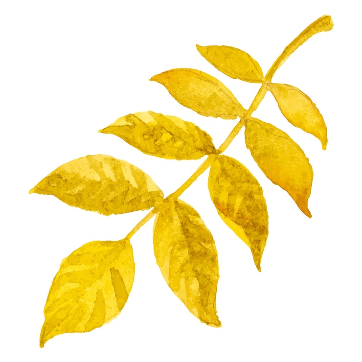 Vecteur abstract vector illustration aquarelle de feuilles d'automne éléments de conception nature dessinés à la main isolés sur fond blanc