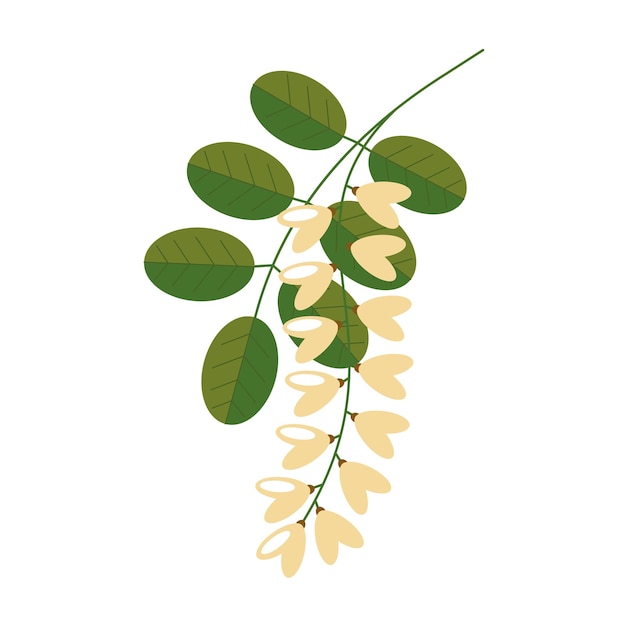 Vecteur acacia en fleurs avec des feuilles sur fond blanc fleurs d'acacia blanc illustration vectorielle dans un style plat