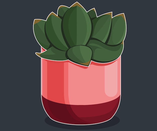 Accueil Plantes Cactus En Pots Cactus Décoratifs