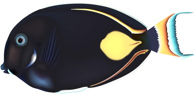 Vecteur achille tang poisson acanthurus achilles