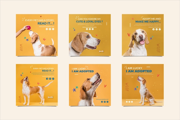 Adoptez un animal de compagnie Instagram Posts