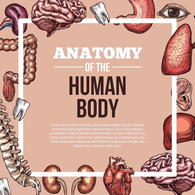 Vecteur affiche d'anatomie de corps de croquis de vecteur d'organes humains