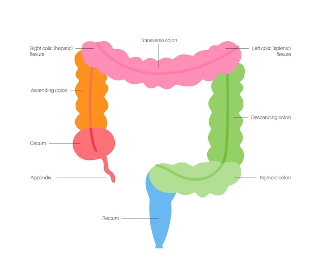 Affiche anatomique du gros intestin Sections de l'intestin humain Examen et traitement du tube digestif en clinique de gastro-entérologie Infographie du côlon pour l'éducation illustration vectorielle isolée