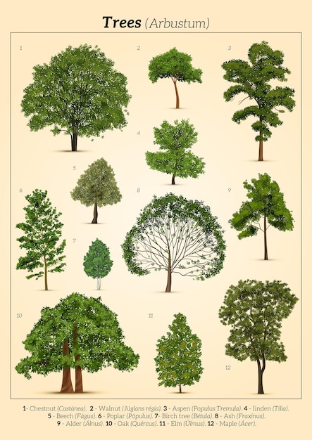 Affiche de différents arbres