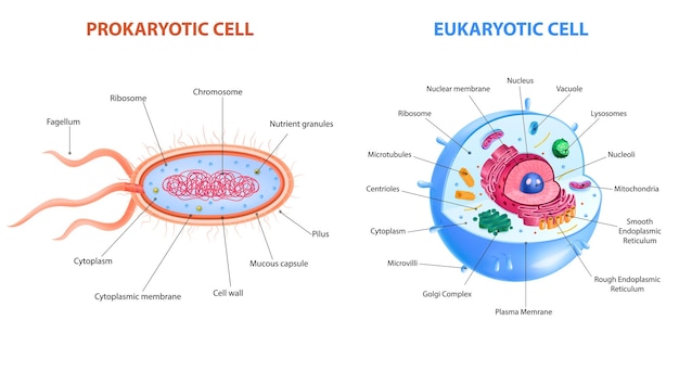 Vecteur affiche d'infographie d'anatomie de cellules eucaryotes et procaryotes réalistes avec deux diagrammes étiquetés illustration vectorielle