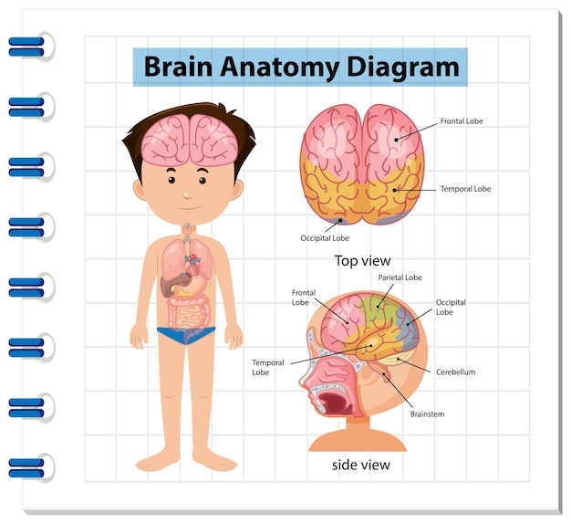 Affiche D'information Du Diagramme Du Cerveau Humain