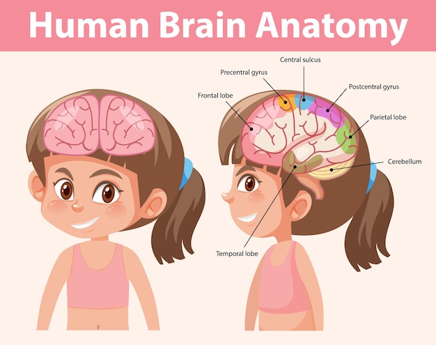 Affiche D'information Du Diagramme Du Cerveau Humain