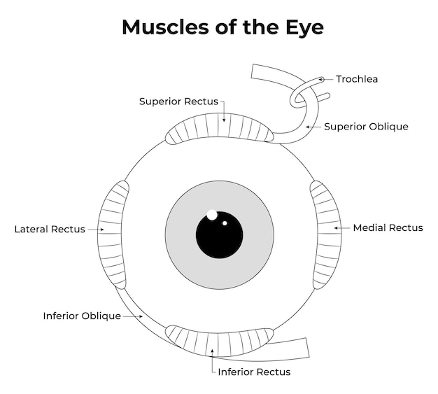 Vecteur une affiche montrant les muscles de l'œil