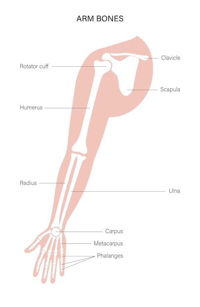 Vecteur affiche d'os de bras