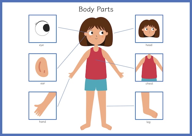 Vecteur affiche de parties du corps avec une jolie fille vue de face du corps humain avec un personnage féminin impression d'apprentissage