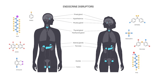 Affiche Perturbateurs Endocriniens