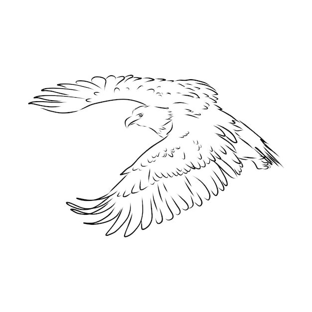 Aigle - Croquis Réaliste D'illustration Vectorielle Dessinés à La Main