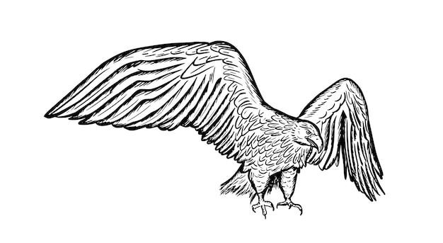 Aigle en or. Oiseau de proie de la forêt sauvage. Style graphique de croquis dessinés à la main. Illustration vectorielle.