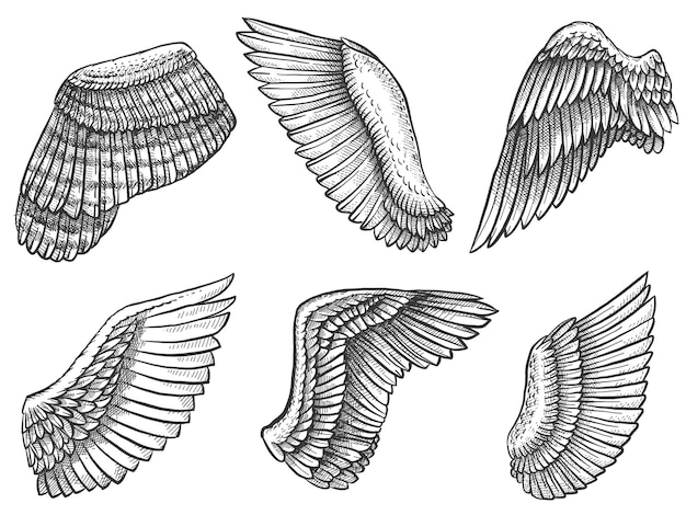 Ailes dessinées à la main. Croquis d'oiseau ou d'aile d'ange avec des plumes, différents symboles héraldiques gravés pour le tatouage ou l'ensemble de vecteurs vintage d'emblème. Éléments d'aile dans différentes positions et formes