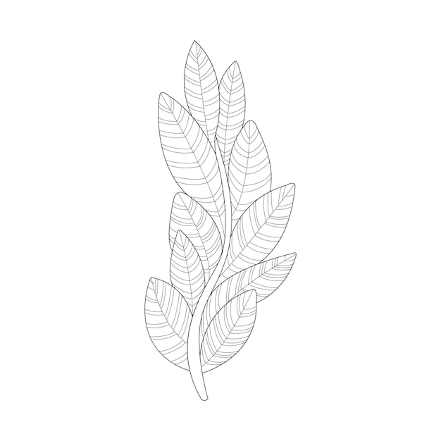 Algue Plante Mer Nature Sous-marine Adulte Noir Et Blanc Zentangle Illustration De Livre De Coloriage