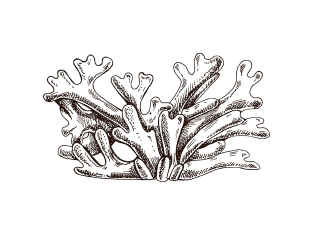 Vecteur algues codium plantes botaniques marines dessinées à la main croquis vectoriel noir et blanc