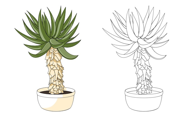 Aloe Tree Plant Line Vector Hand Draw Pour Coloriage Croquis