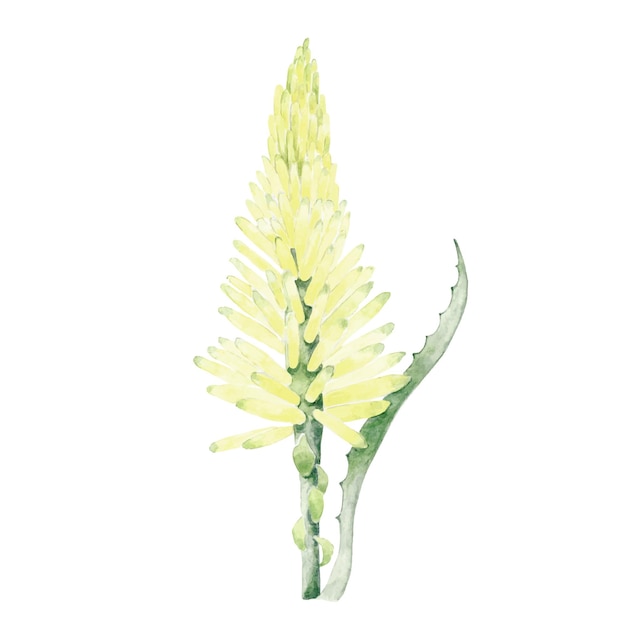 Aloe Vera En Fleurs à L'aquarelle