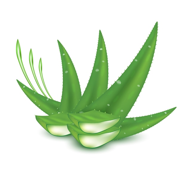 Aloe vera plante verte fraîche Sérum de collagène et de vitamines Soins de la peau Produit cosmétique de beauté