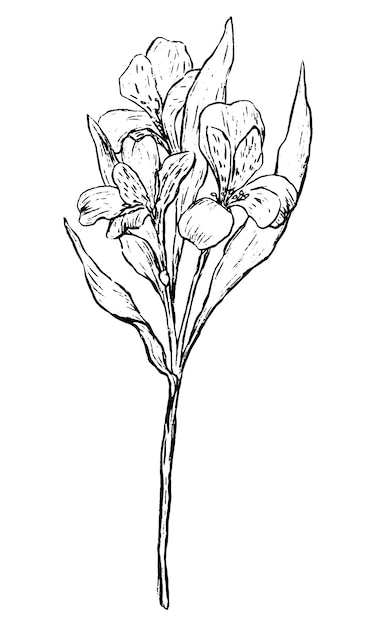 Vecteur alstroemeria fleur tropicale illustration vectorielle dessinés à la main dessin botanique de plante exotique contour vintage clipart isolé sur blanc
